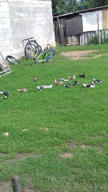  - De prin curte
