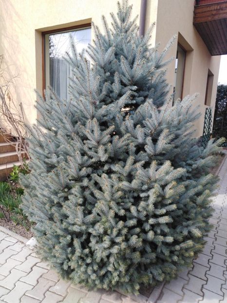  - BRADUTII DIN CURTE