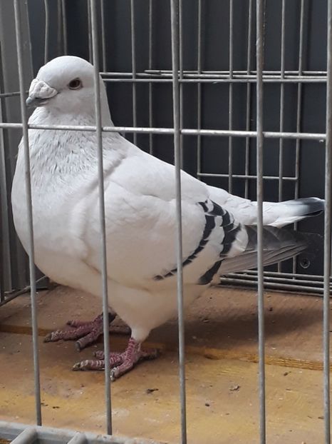 Calutu 2018 - Cupluri pt 2019