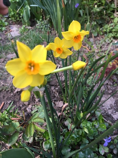 7D0A4CD3-4CFC-430A-8587-EFD72170E2B6 - Narcise 2019 2022 25