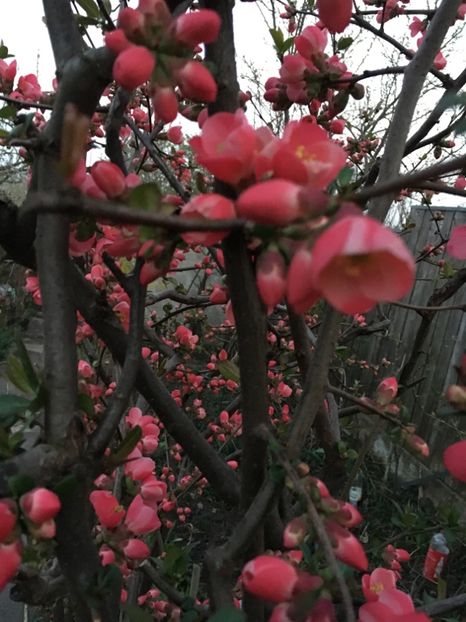 1B23BDBF-0ADF-48E7-86F9-025D8A886CB4 - Martie