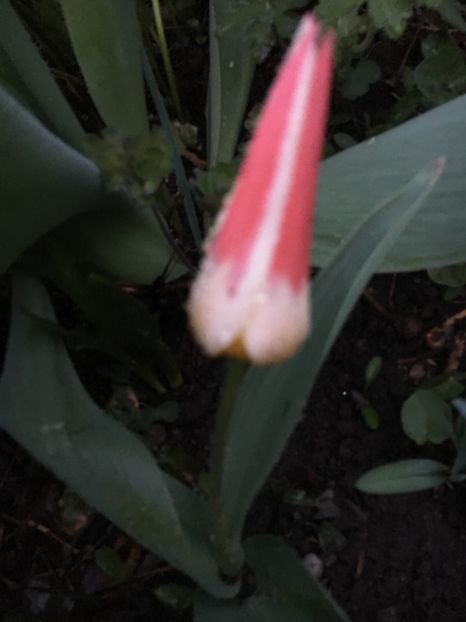 1D08334A-FE98-48AE-9987-D35A1A426D54 - Martie