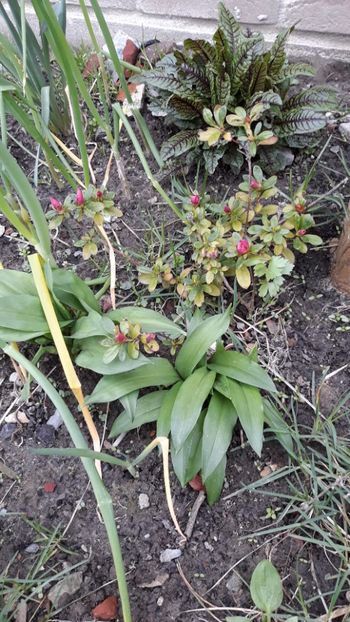 IMG-20190321-WA0018 - Gradina mea 2019