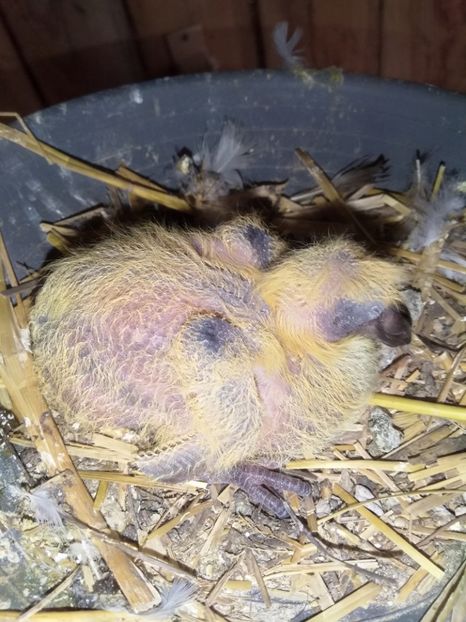  - Pereche de porumbei pietraini