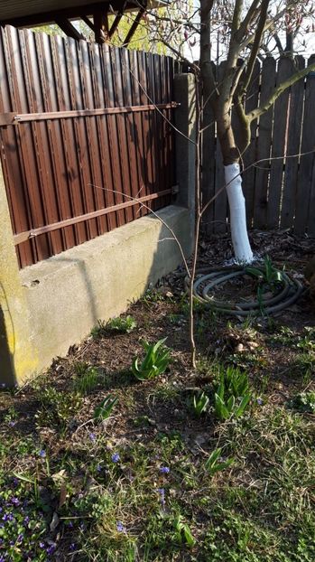 IMG-20190321-WA0037 - Paw-paw din seminte