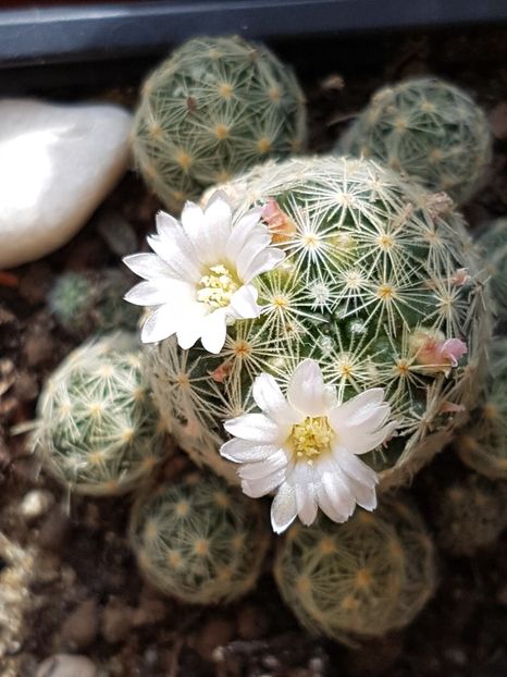 Giselae, din nou. - Cactusi si plante suculente 2017-2018-2019