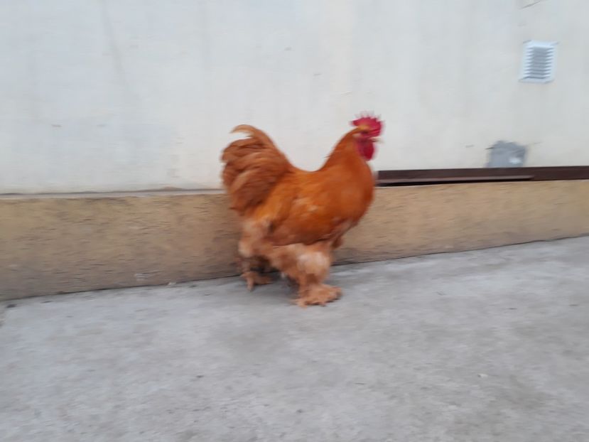  - Cochinchina uriaș galben de vanzare 2019