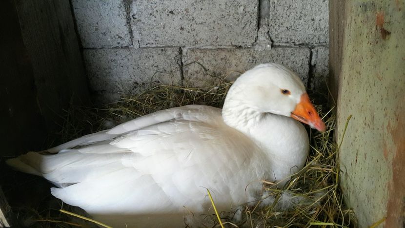  - c-Boboci de Gâscă 2019