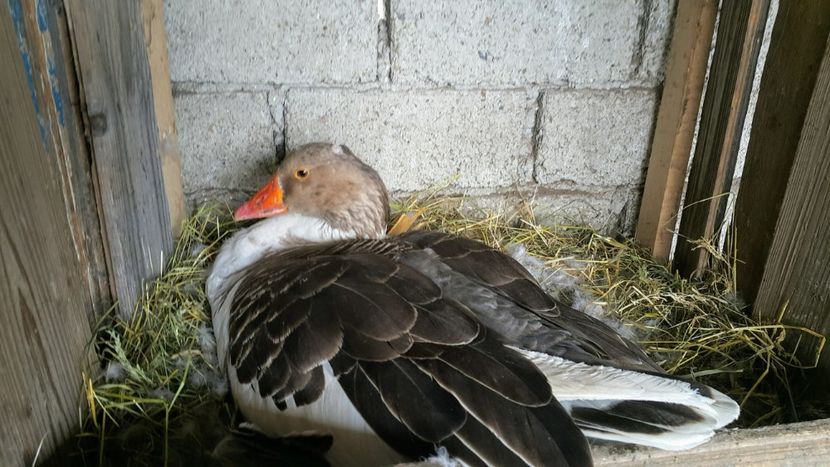  - c-Boboci de Gâscă 2019