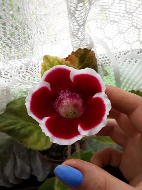  - Gloxinia 2018