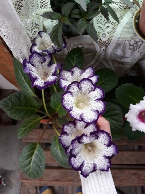  - Gloxinia 2018
