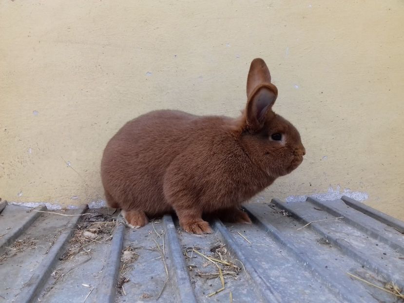 Neozeelandez rosu - De vanzare neozeelandez rosu 2020