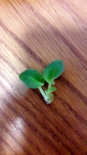  - Alchemy Antique Bells