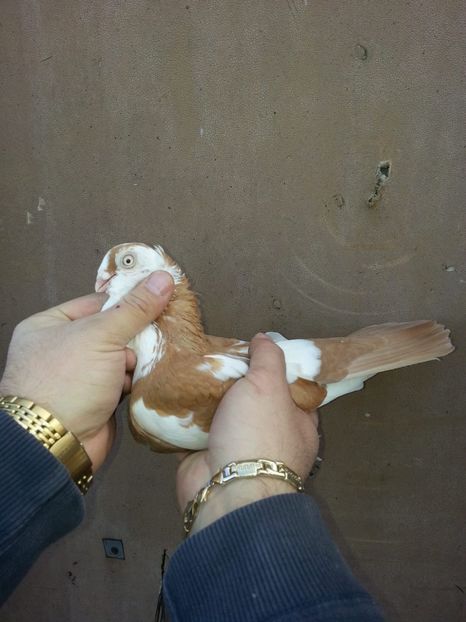 IMG-20190311-WA0054 - galateni pe galben