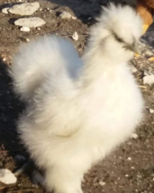 received_628671527613637 - Matase Japoneză 2019