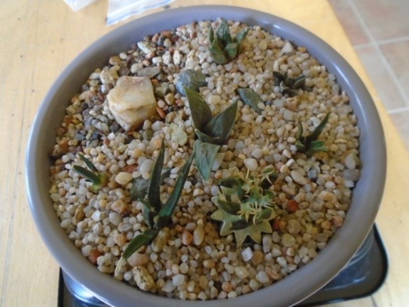 Grup de 7 Ariocarpus - Cactusi 2018 final de an