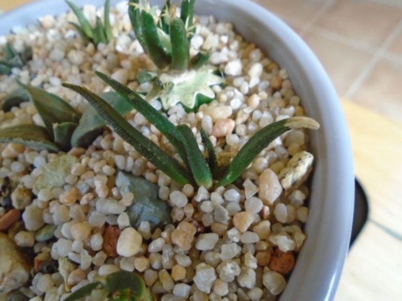 Ariocarpus agavoides, 12 ani - Cactusi 2018 final de an