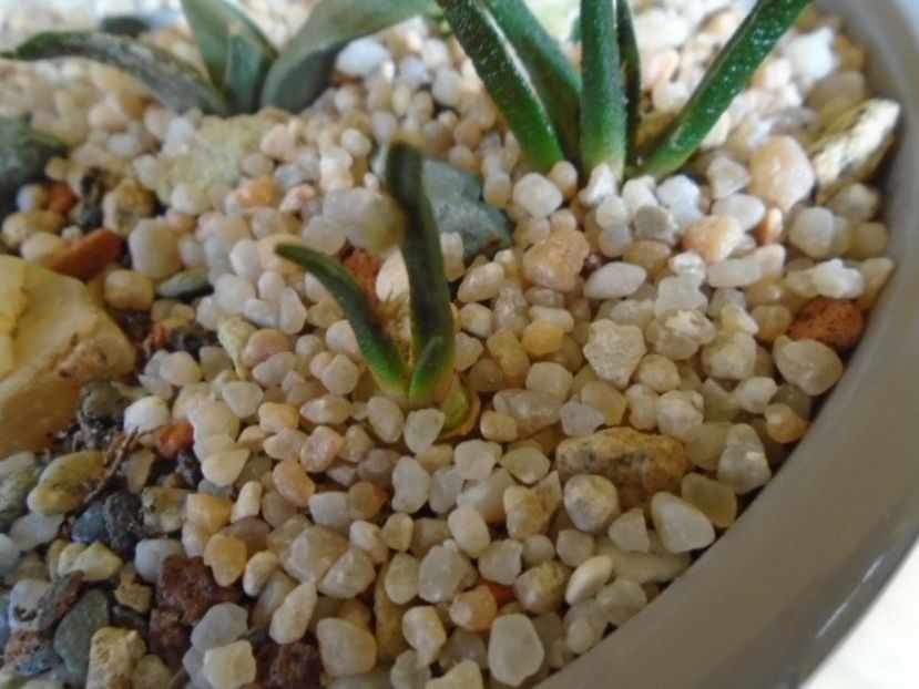 Ariocarpus agavoides, 8 ani - Cactusi 2018 final de an