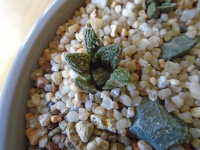 Ariocarpus fissuratus (10 ani) - Cactusi 2018 final de an