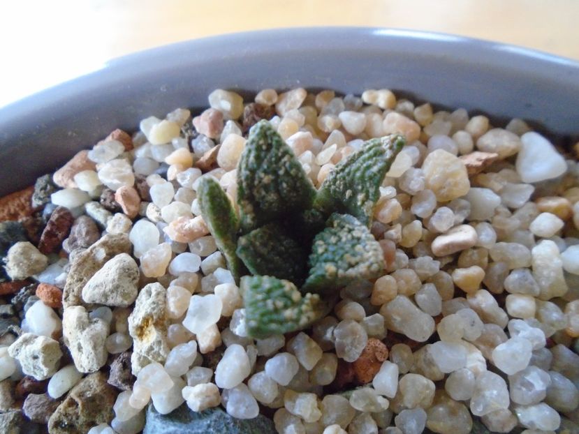 Ariocarpus fissuratus (10 ani) - Cactusi 2018 final de an