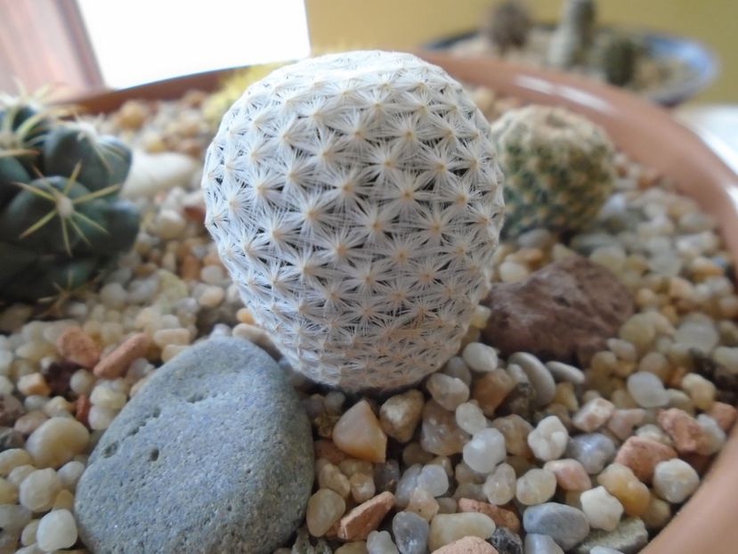 Mammillaria herrerae - Cactusi 2018 final de an