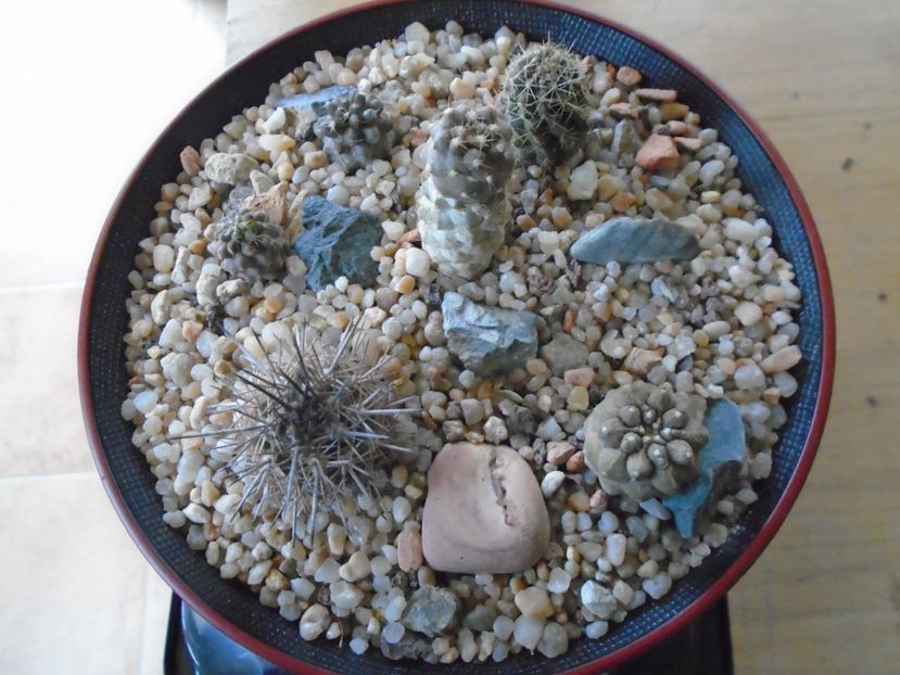 Grup de 6 cactusi - Cactusi 2018 final de an