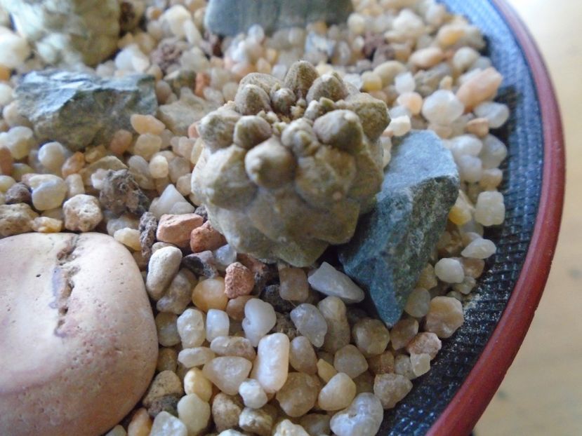 Copiapoa hypogaea cv. Lizard Skin - Cactusi 2018 final de an
