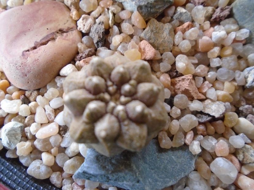 Copiapoa hypogaea cv. Lizard Skin - Cactusi 2018 final de an