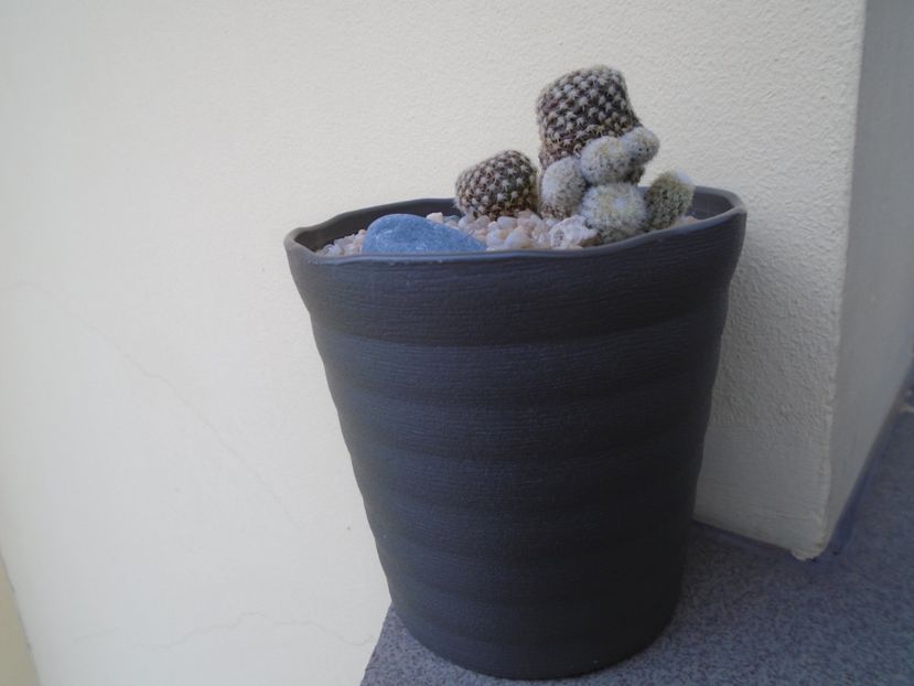 Copiapoa laui - Cactusi 2018 final de an