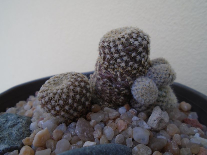 Copiapoa laui - Cactusi 2018 final de an