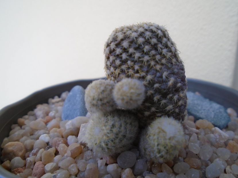 Copiapoa laui - Cactusi 2018 final de an