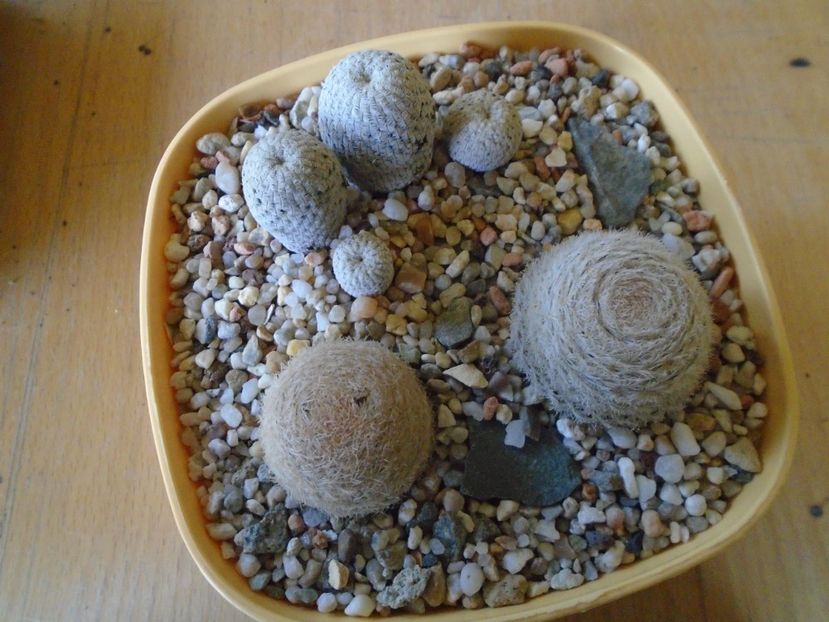 Grup de 3 cactusi - Cactusi 2018 final de an