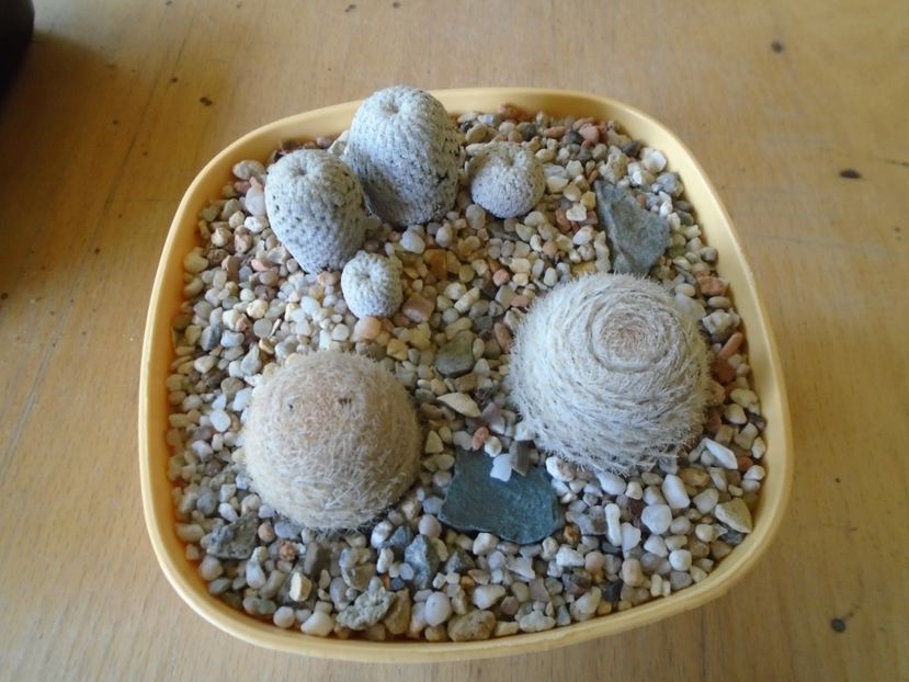 Grup de 3 cactusi - Cactusi 2018 final de an