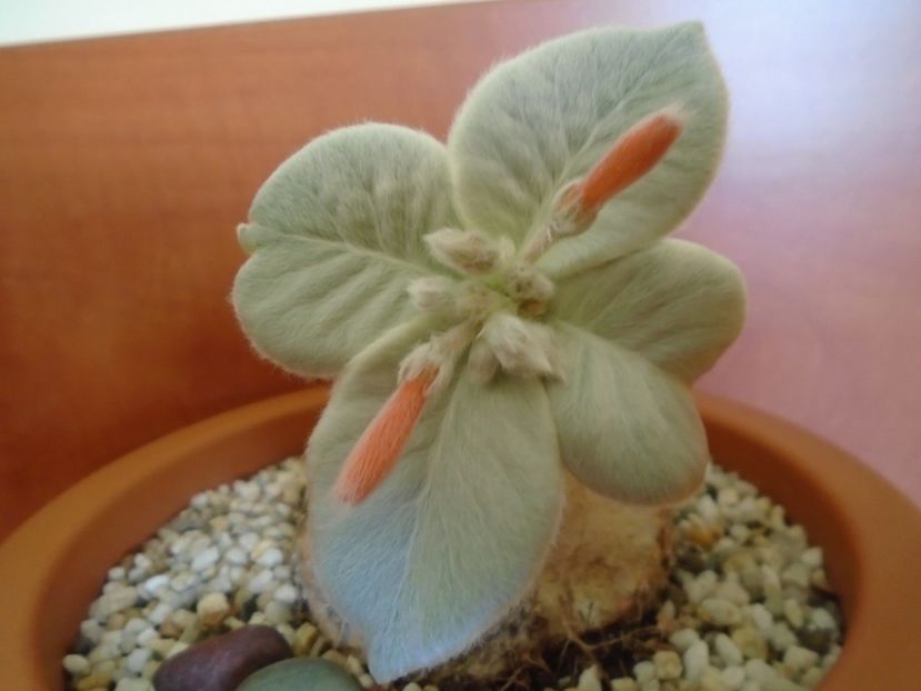 Sinningia leucotricha - Caudiciforme si bulbi 2019