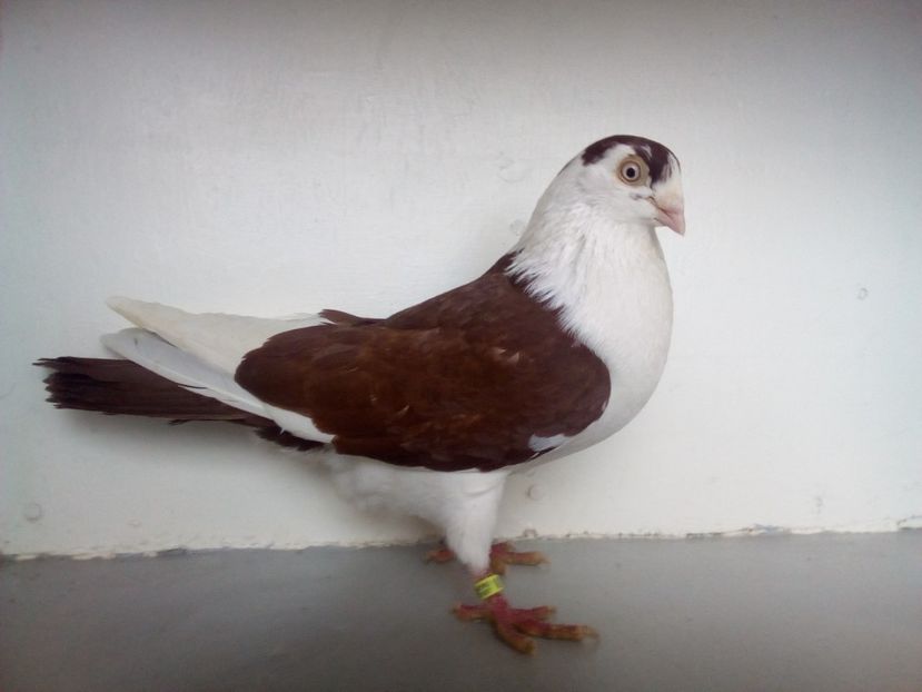  - jucatori de galati pe ros