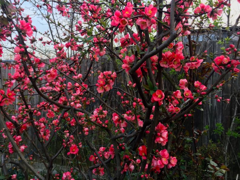 FE7D3641-B511-4130-8C1E-79944A5FD73D - Martie