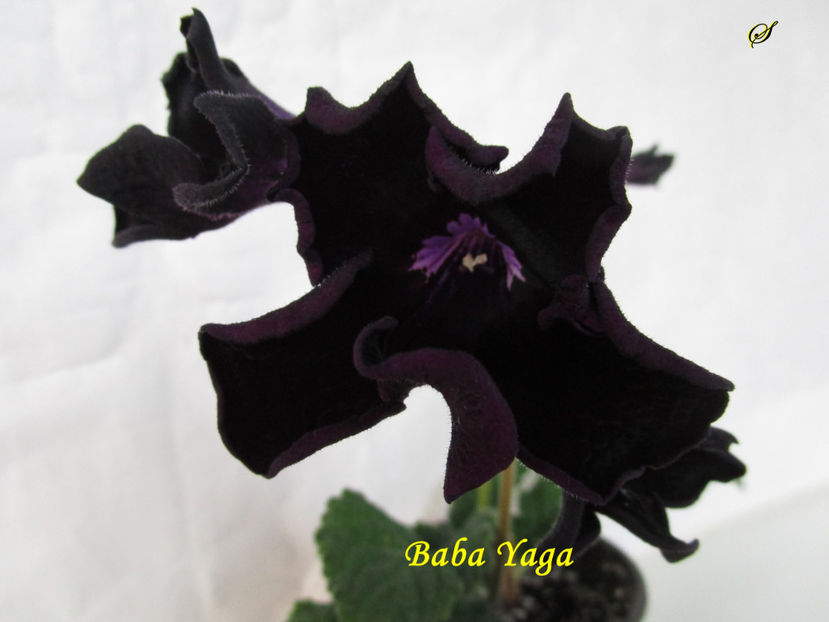 Baba Yaga(22-03-2019) - Streptocarpusi 2019