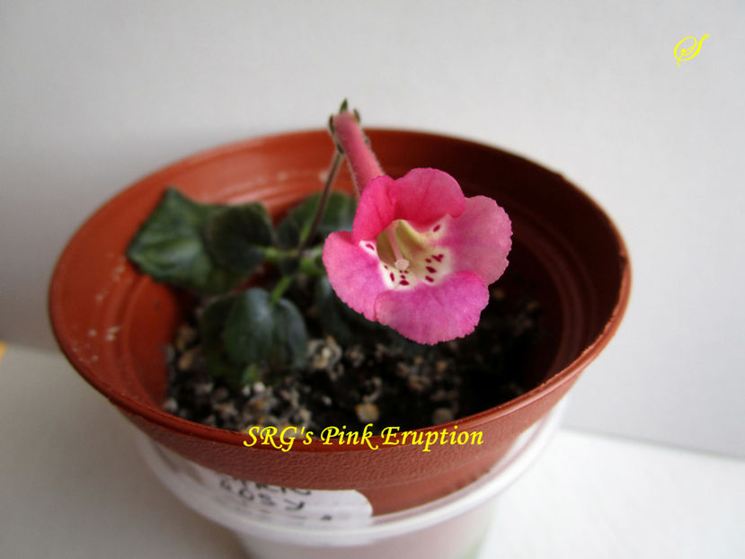 SRG s Pink Eruption(22-03-2019) - Sinningii 2019