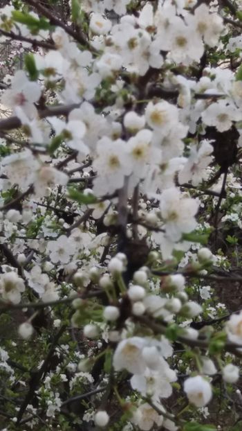 Flori de corcodus - Gradina 2019