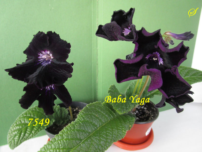 7549 si Baba Yaga(22-03-2019) - Streptocarpusi 2019