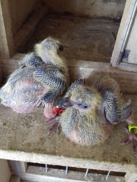 IMG-20190321-WA0006 - Pui 2019