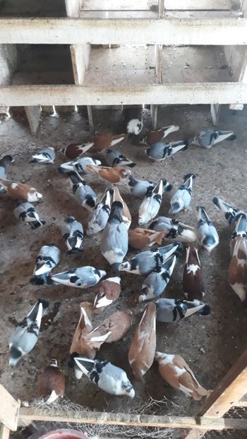  - Galateni baltati pe albastru