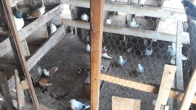  - Galateni baltati pe albastru