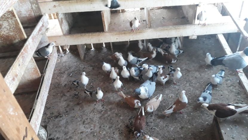  - Galateni baltati pe albastru