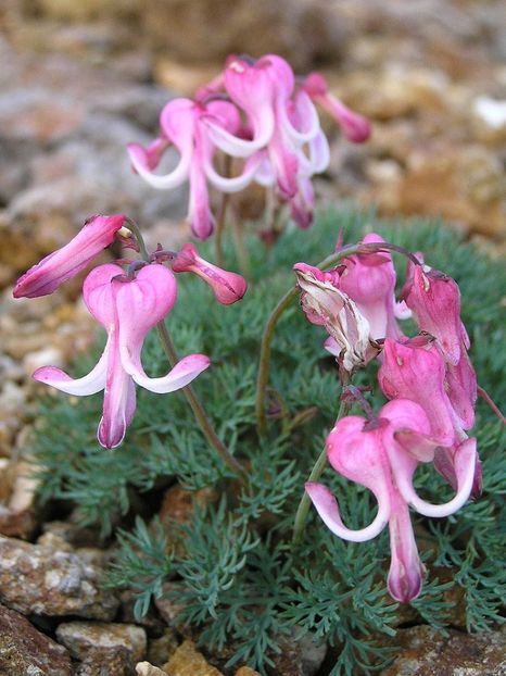 800px-Dicentra_peregrina_Komakusa - DICENTRA