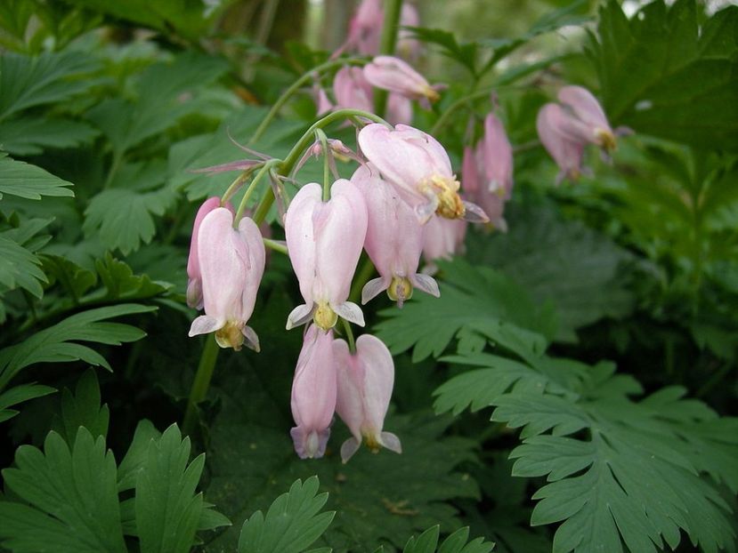 1024px-Dicentra_formosa_by_Danny_S._-_001 - DICENTRA