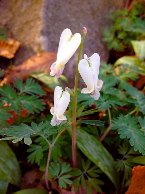 Dicentra_canadensis_-_Canadian_Heart_Flower - DICENTRA
