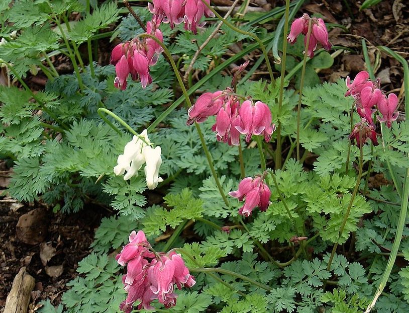 Dicentra_'King_of_Hearts'_and_'Ivory_Hearts' - DICENTRA