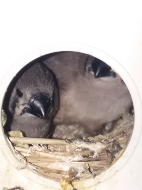  - Zebre australiene 2019