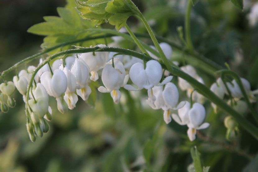 111408534_Dicentra__spectablis_Alba - DICENTRA